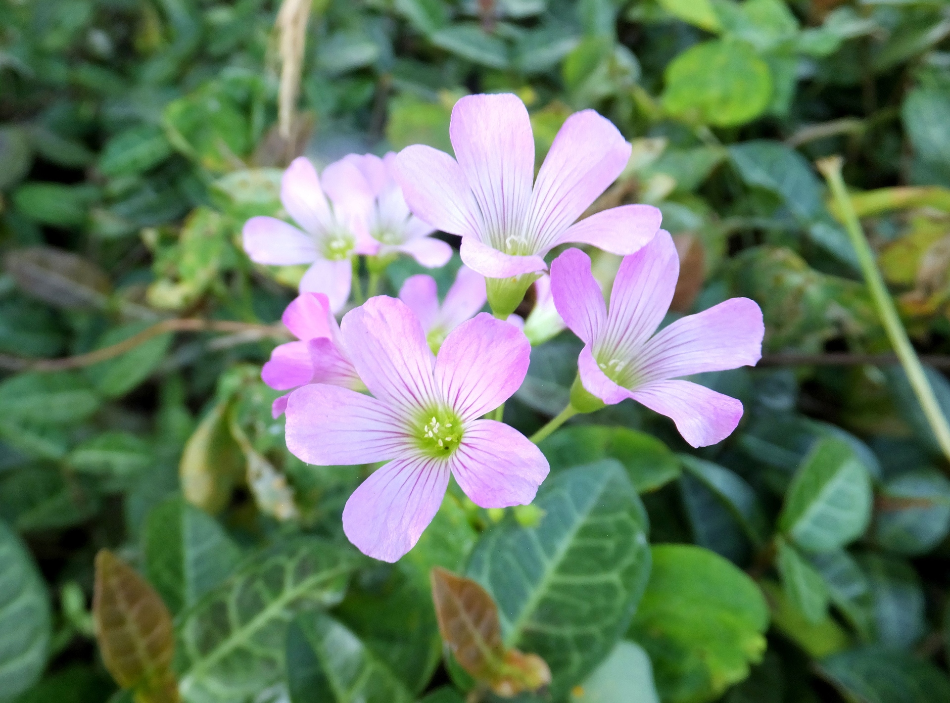 花 植物 散歩道の可愛い花 壁紙19x1421 壁紙館