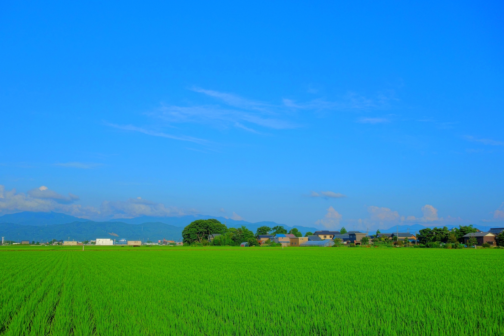 日本の風景 梅雨開けの田園風景 壁紙19x1280 壁紙館