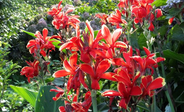 山里に咲いていた花