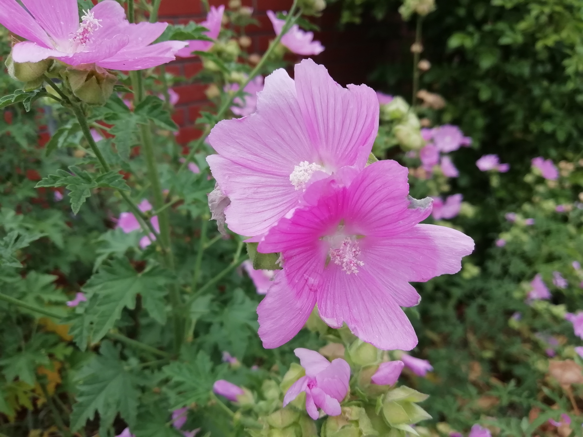 花 植物 ジャコウアオイ 壁紙19x1440 壁紙館