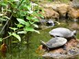 半夏生とカメ