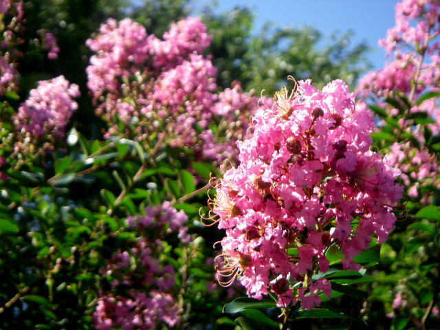 百日紅の花