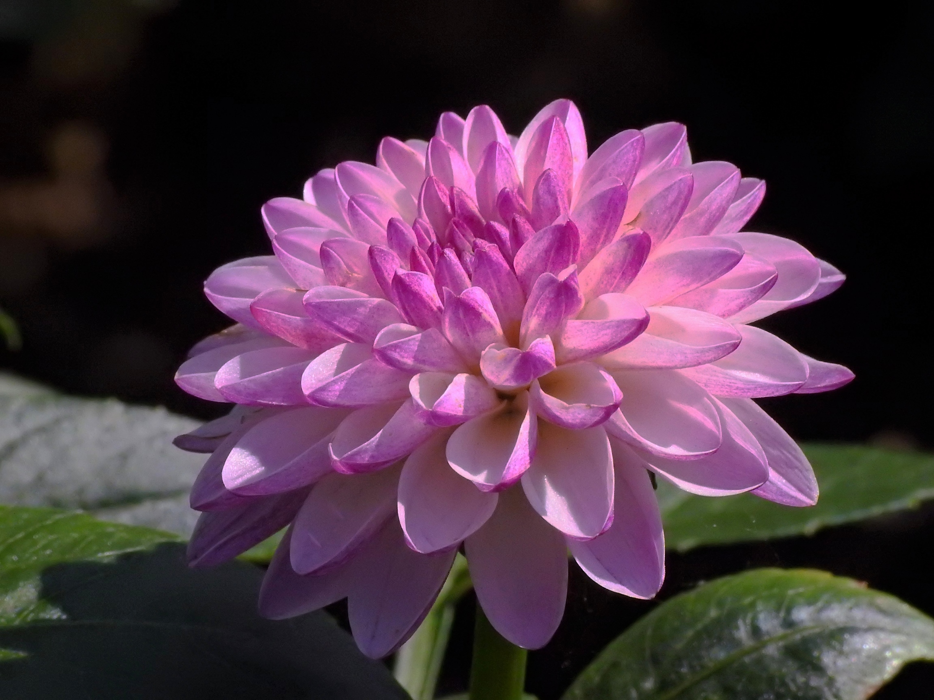 花 植物 ダリア マーガレット 壁紙19x1440 壁紙館 花 植物 ダリア マーガレット 壁紙19x1440 壁紙館