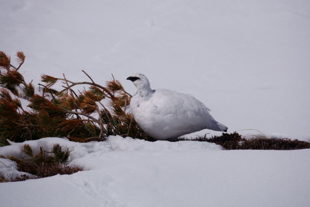 立山の白雷鳥8