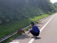 ツーリング中に遭遇キタキツネ