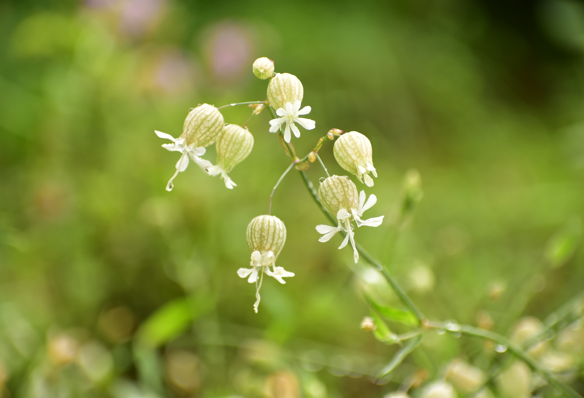 Apictnyohygr1 画像 シルベチカ 花 シルベチカ 花言葉