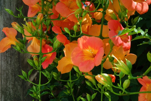 ノウゼンカズラ #1