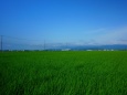 夏の稲作地帯