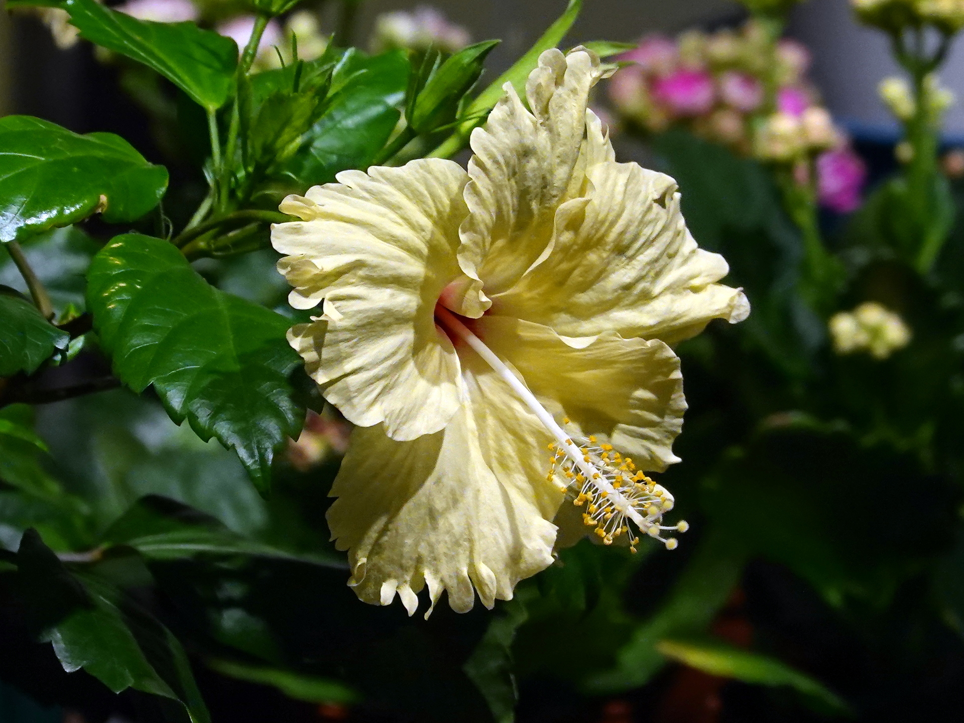 花 植物 ハイビスカス 壁紙19x1440 壁紙館