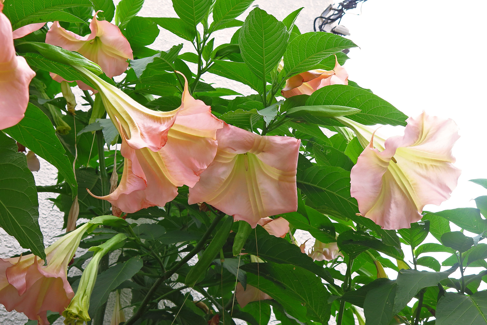 花 植物 エンジェルトランペット 壁紙19x1280 壁紙館