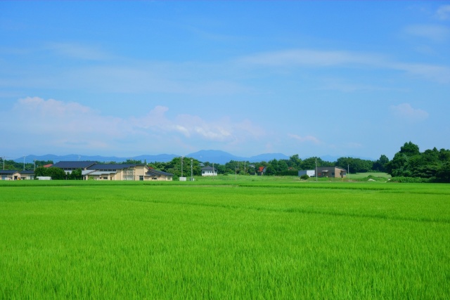 坂井丘陵の夏#1