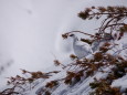 立山の白雷鳥9