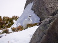 立山の白雷鳥10