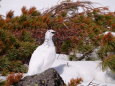 立山の白雷鳥12