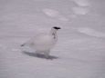 立山の白雷鳥13