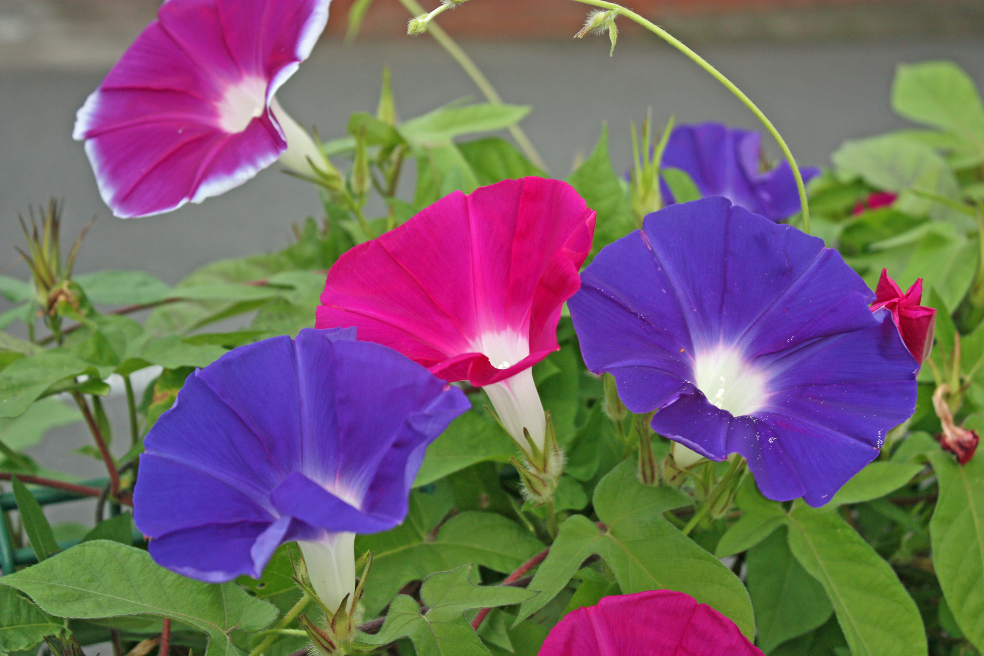 花 植物 あさがお 壁紙19x1280 壁紙館