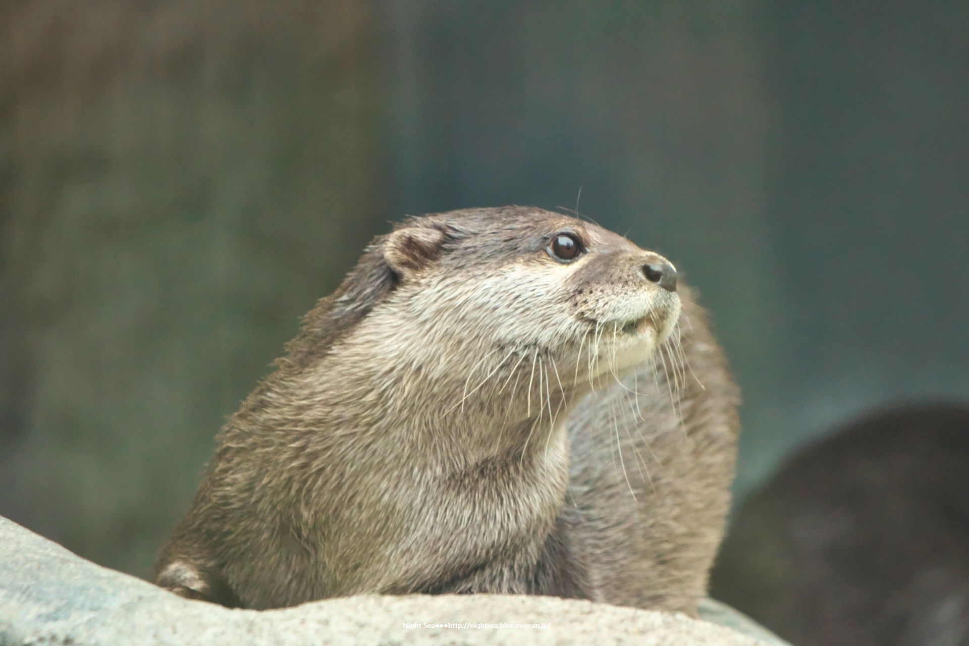 動物 その他 カワウソ 壁紙19x1280 壁紙館