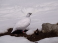 立山の白雷鳥15