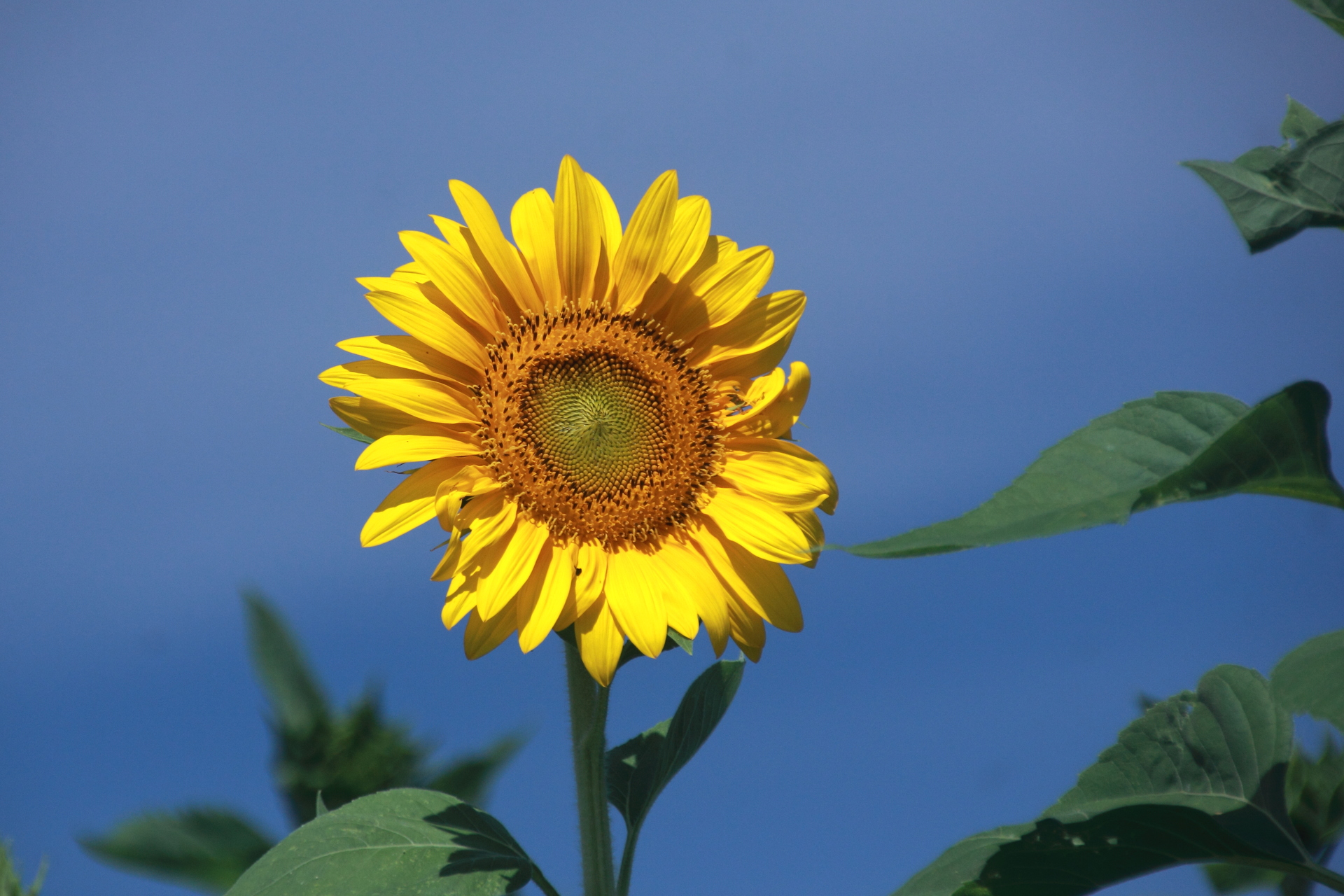 花 植物 咲く一輪のヒマワリ 壁紙19x1280 壁紙館