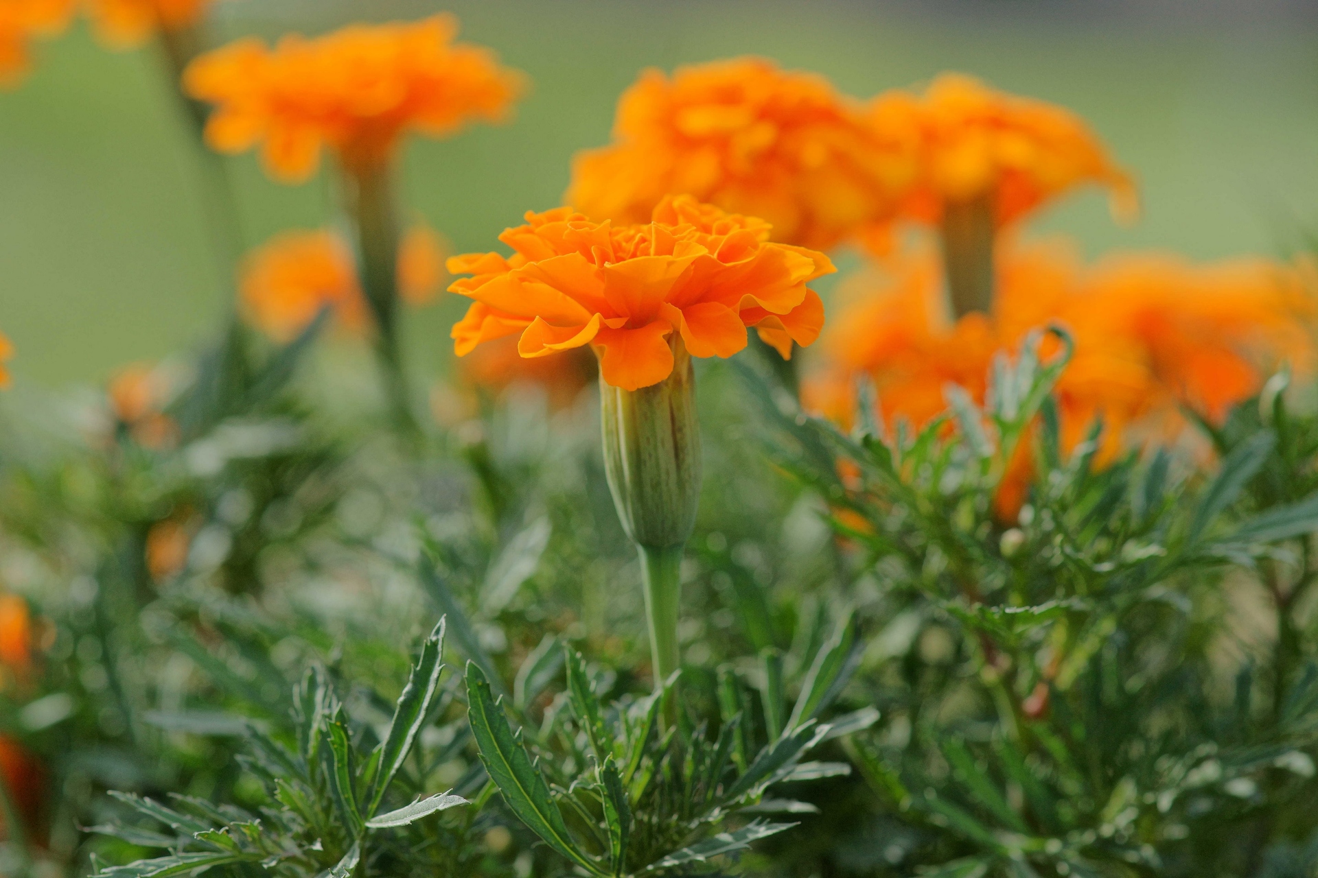 花 植物 マリーゴールド 壁紙19x1280 壁紙館