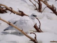 立山の白雷鳥16