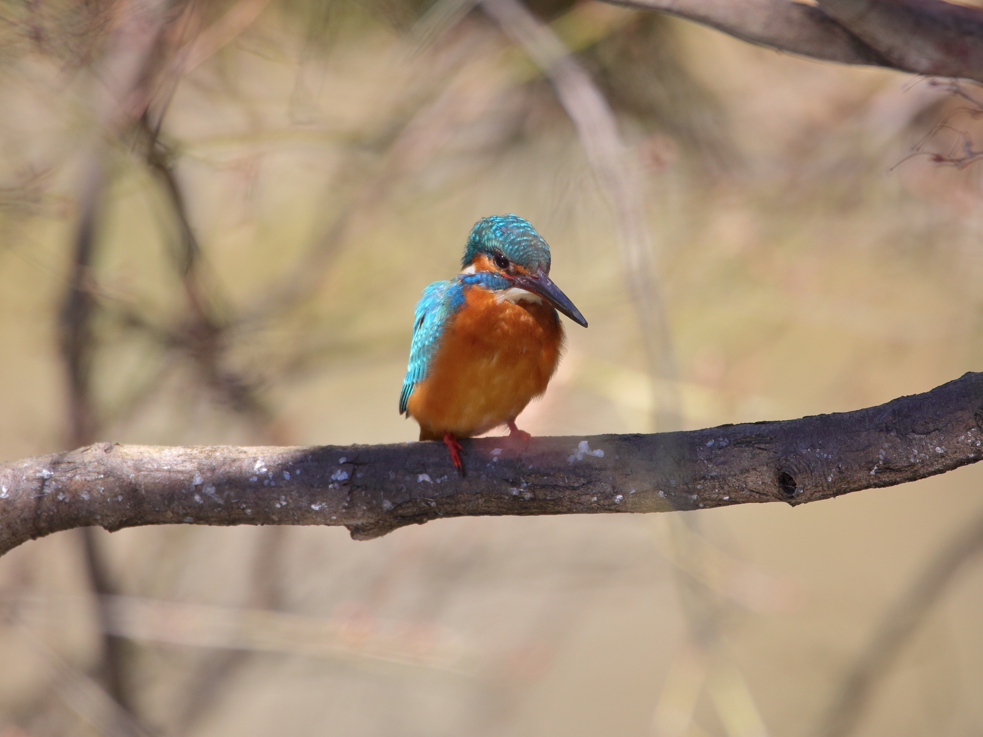 動物 鳥 ペンギン カワセミ君4 壁紙19x1440 壁紙館