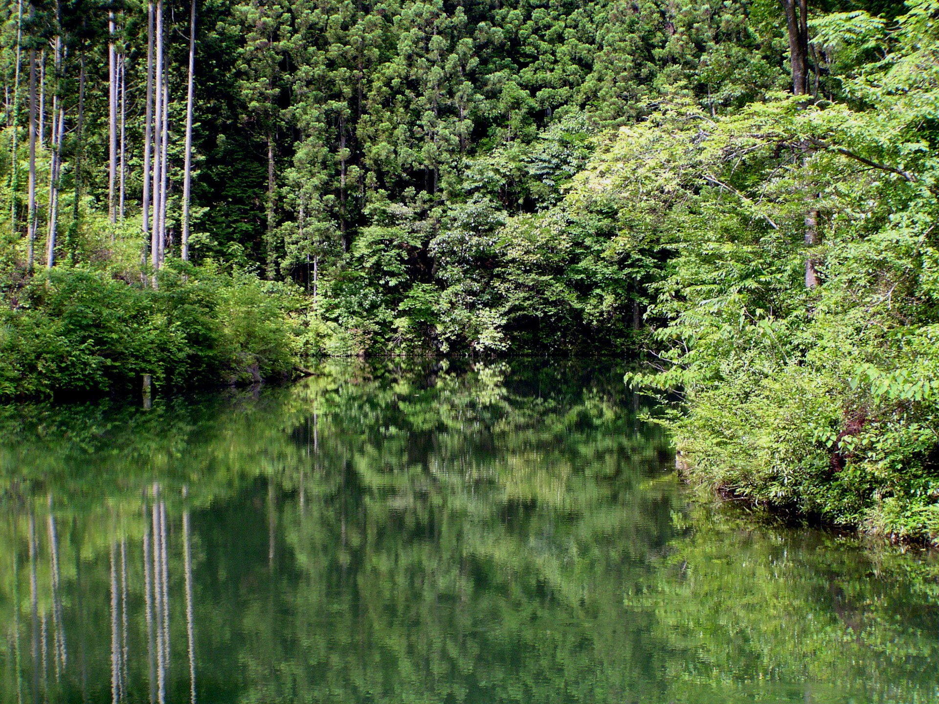 日本の風景 森の中の湖 壁紙19x1440 壁紙館