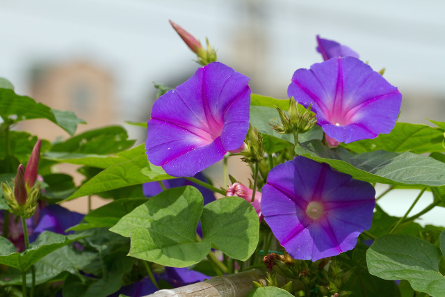 散歩道の花 1908-16-1