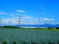 坂井丘陵の葱畑