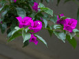 ブーゲンビリア