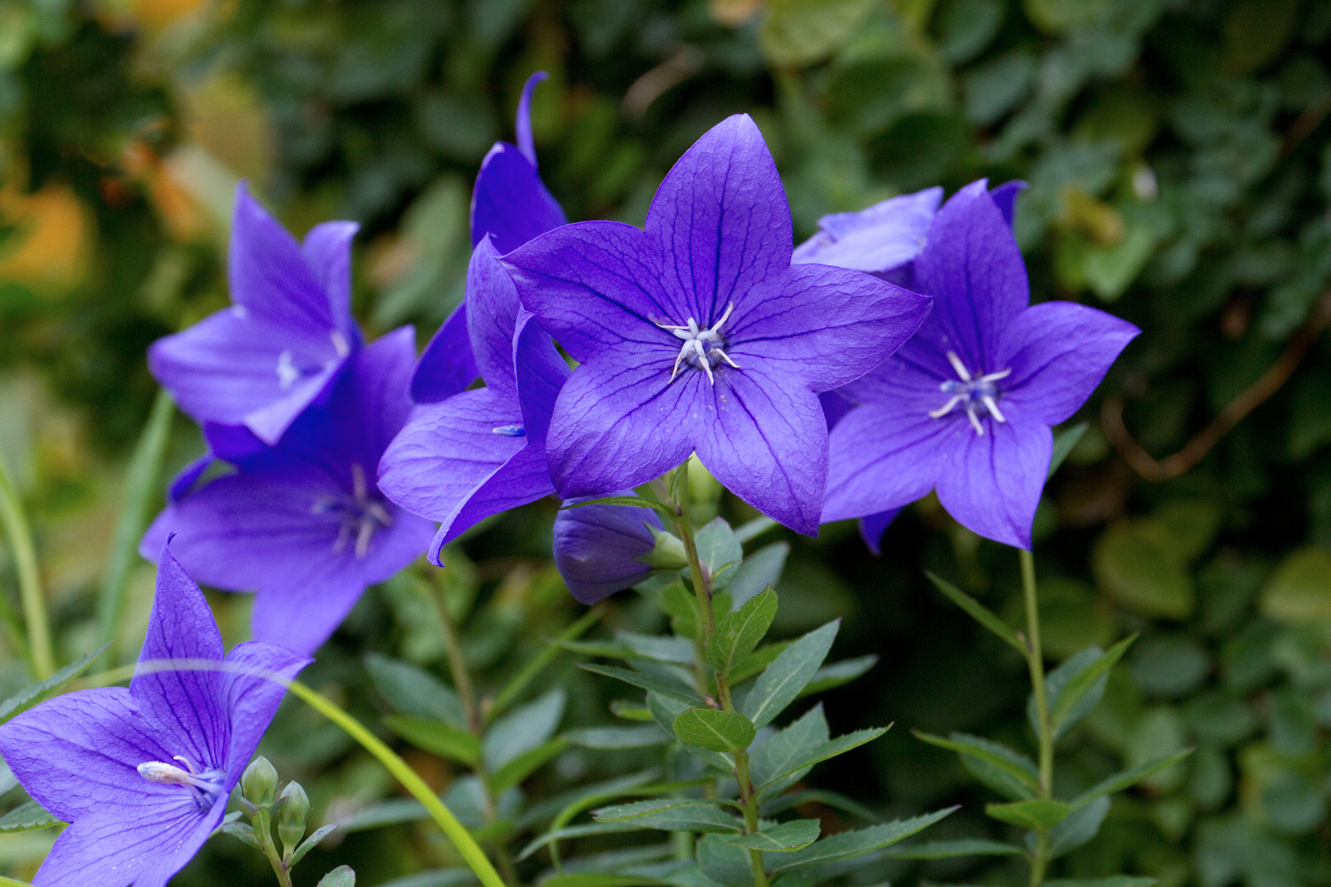 花 植物 桔梗 壁紙19x1280 壁紙館