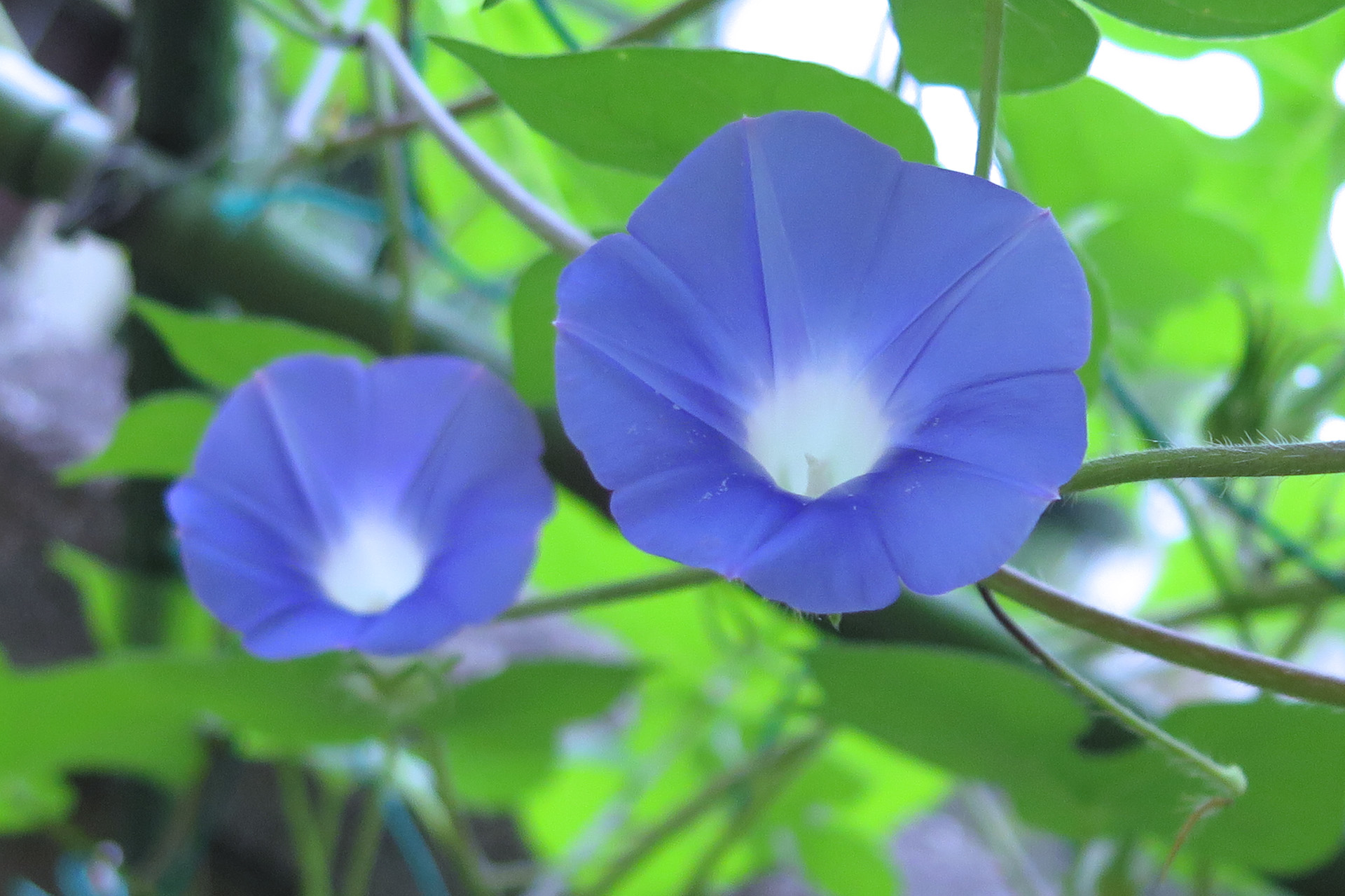 花 植物 あさがお 壁紙19x1279 壁紙館