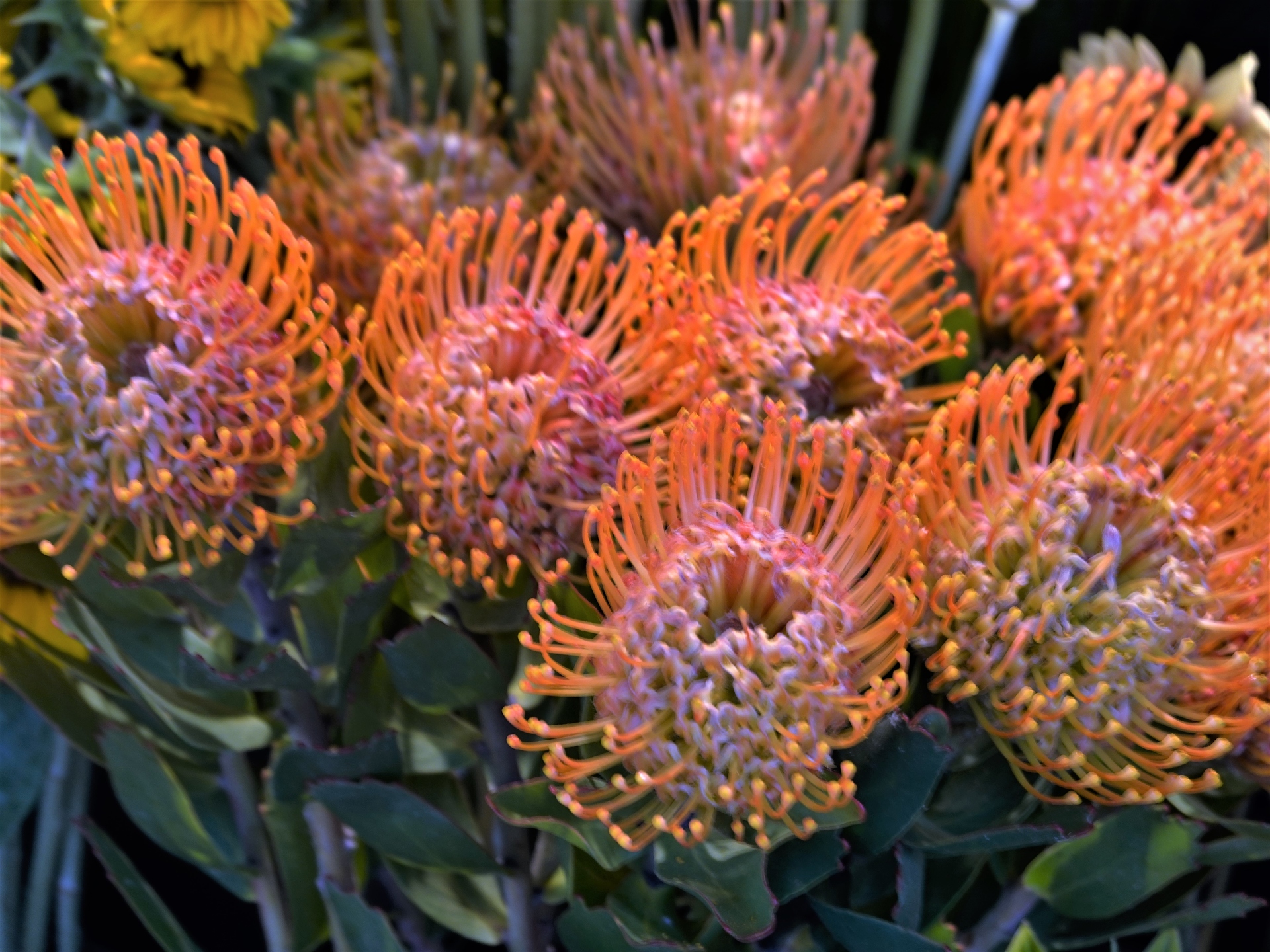 花 植物 ピンクッション 壁紙19x1440 壁紙館