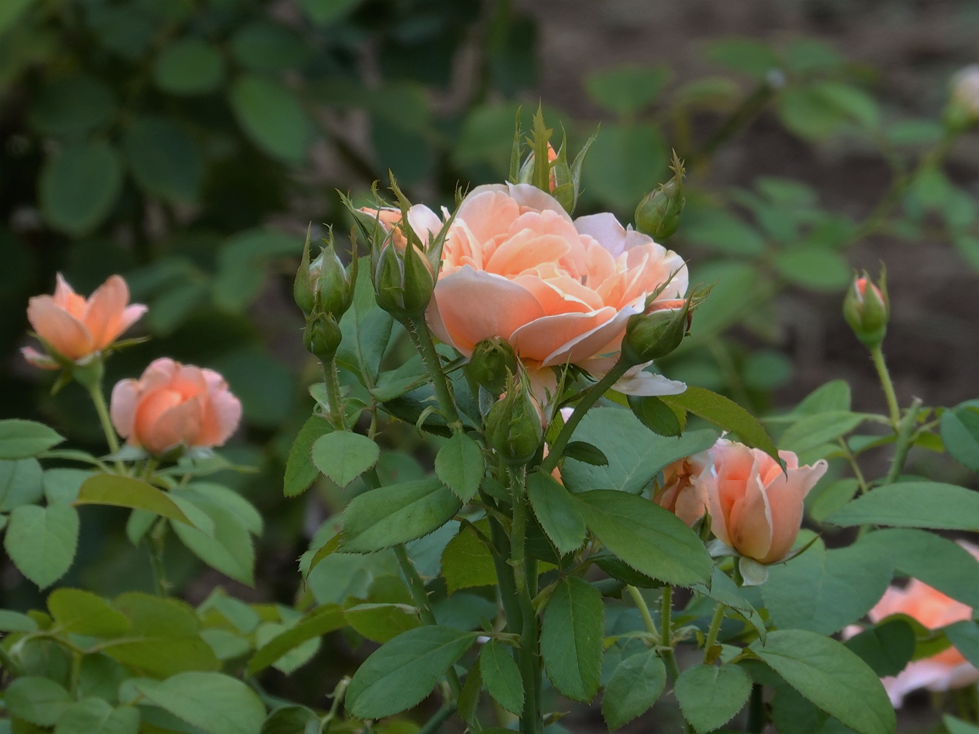 花 植物 バラの花 杏 壁紙19x1440 壁紙館