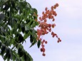 RndList[3]