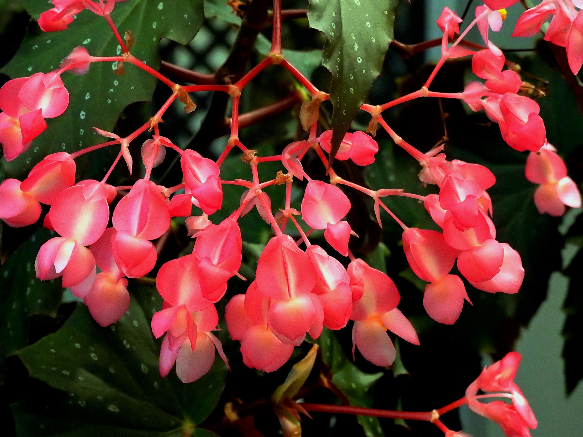 花 植物 キダチベゴニア 壁紙19x1440 壁紙館