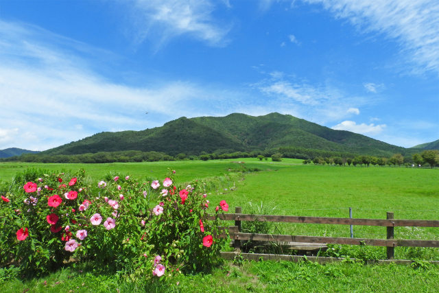 秋へ 蒜山高原3 芙蓉咲く