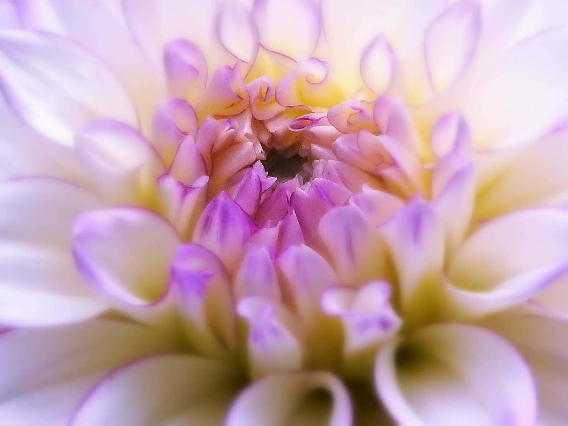 花 植物 ダリア 片思い 壁紙19x1440 壁紙館