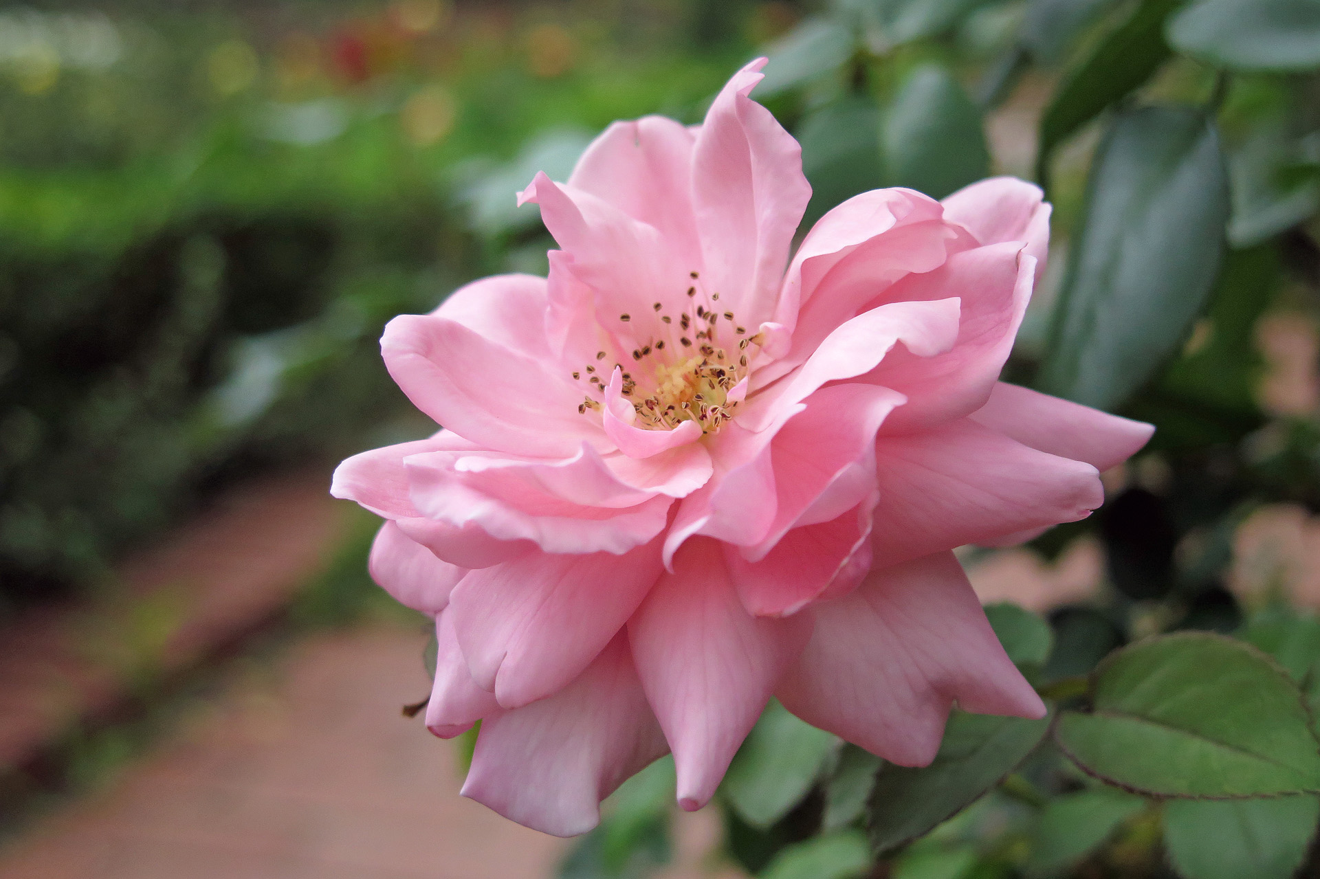 花 植物 カジノ 壁紙19x1279 壁紙館