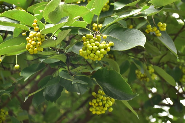 マルバチシャノキ