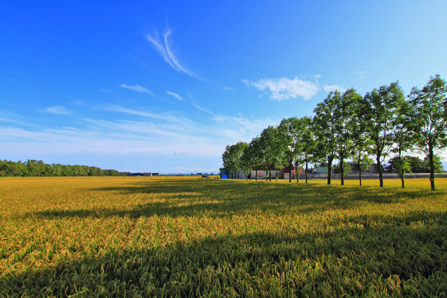 初秋の水田風景～石狩平野