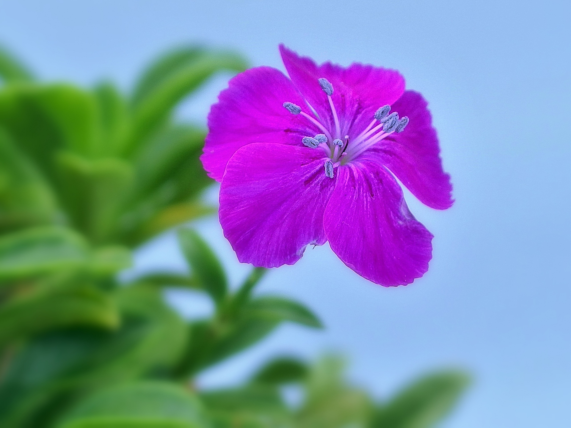 花 植物 陽気な恋 壁紙19x1440 壁紙館