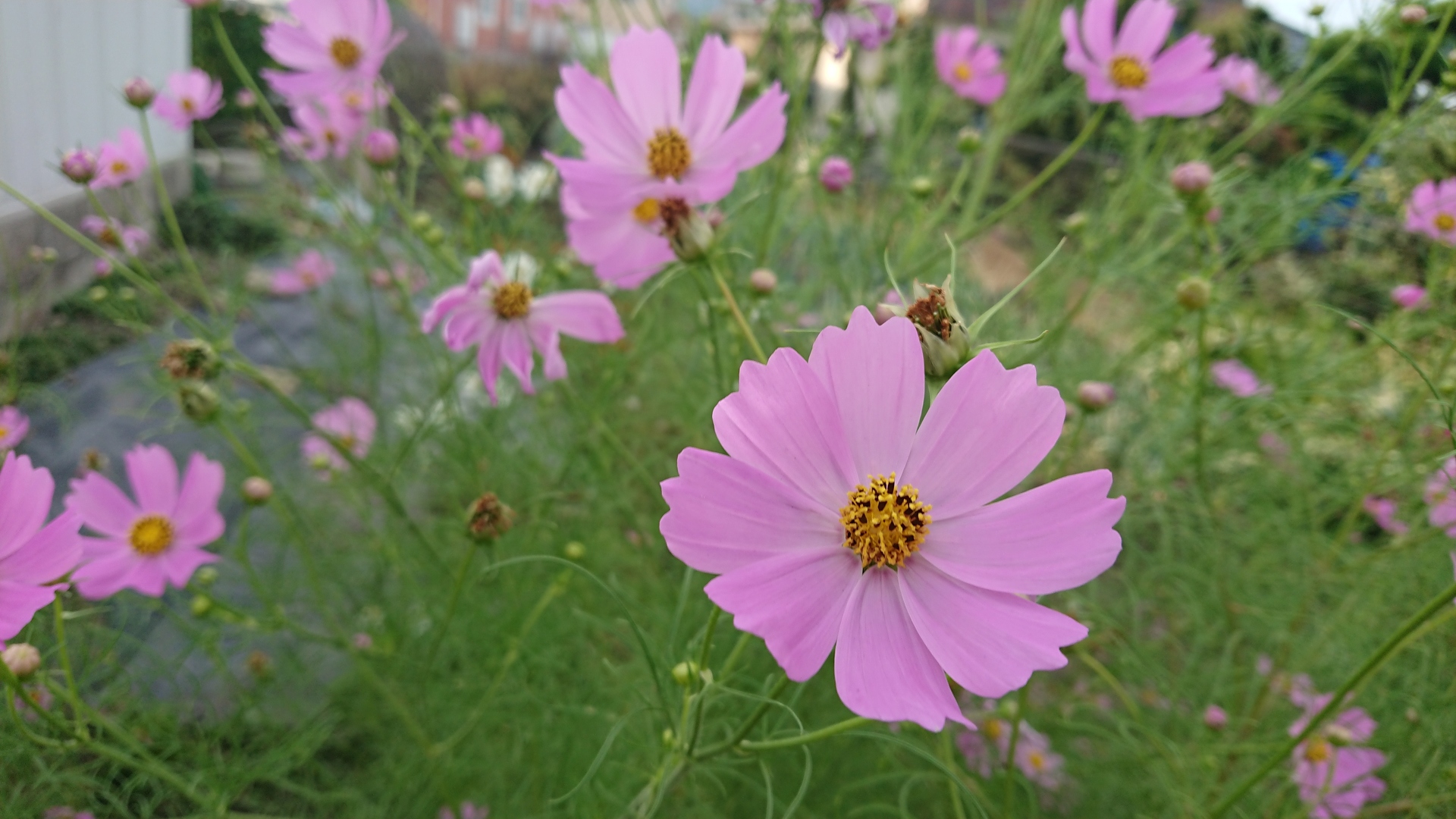 花 植物 ピンク一色のお花畑 壁紙19x1080 壁紙館