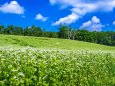 中山高原のそば畑