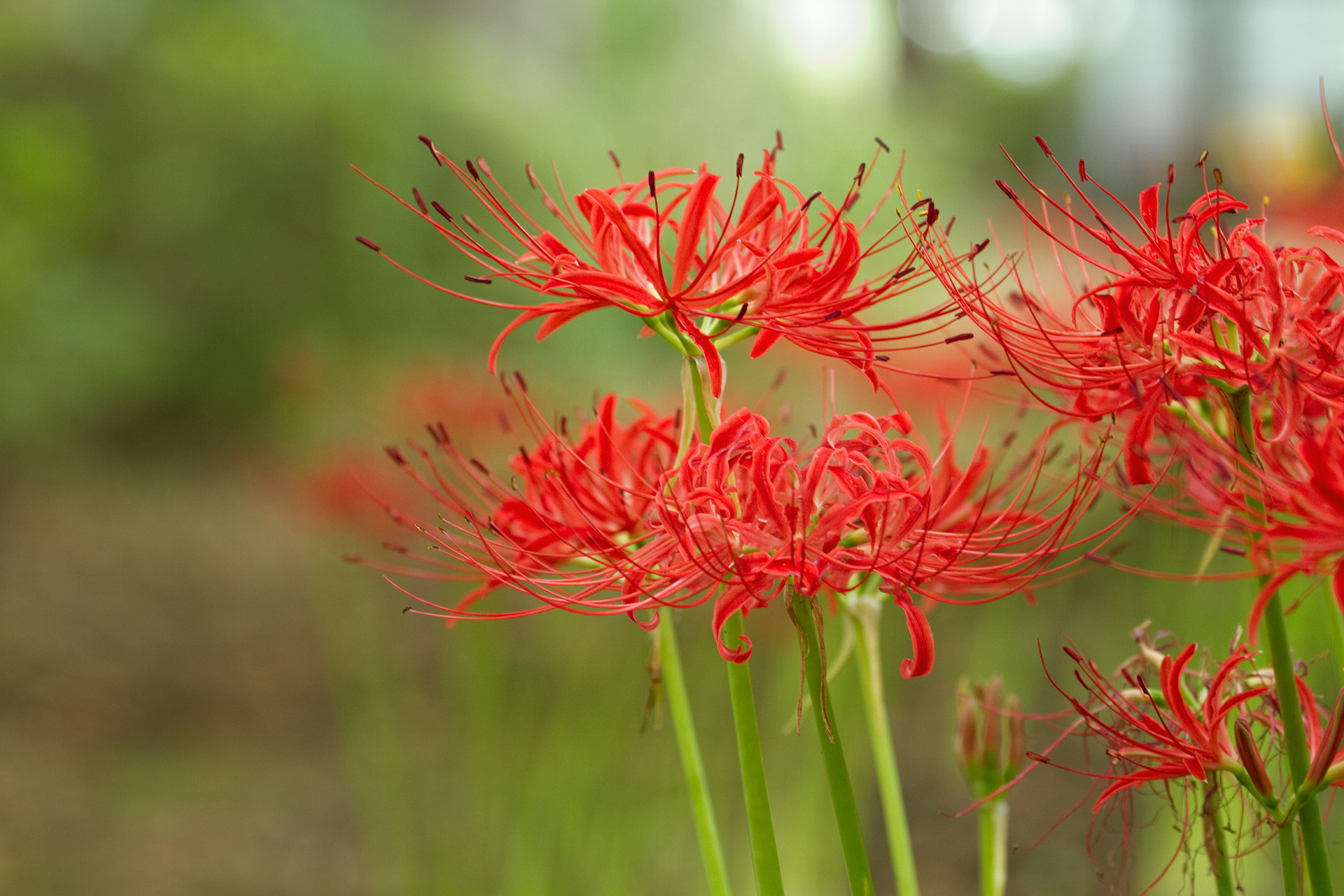 花 植物 彼岸花 壁紙1920x1280 壁紙館