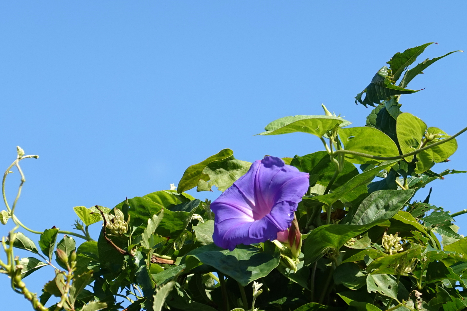 花 植物 青空に映える朝顔 壁紙19x1280 壁紙館