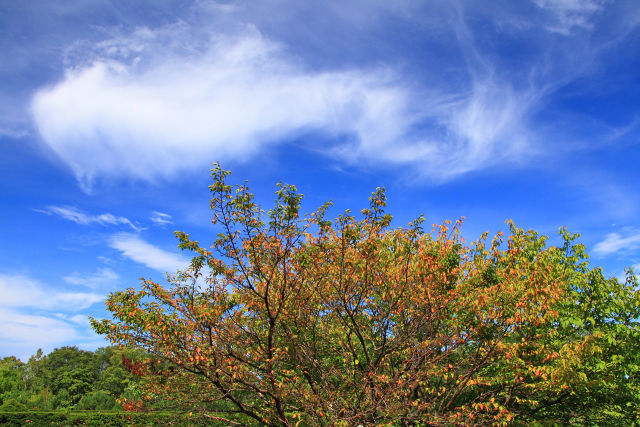 色付き始めた桜と浮雲