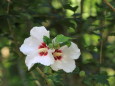 ムクゲの花「白)