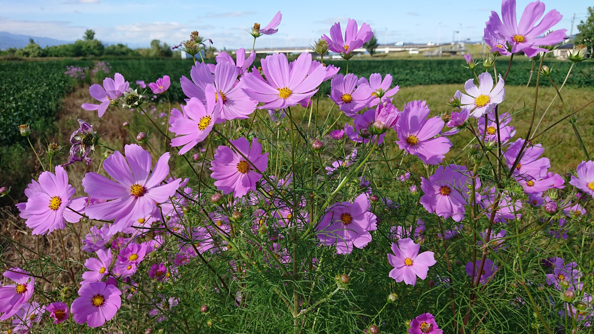 花 植物 コスモス満開 壁紙19x1080 壁紙館