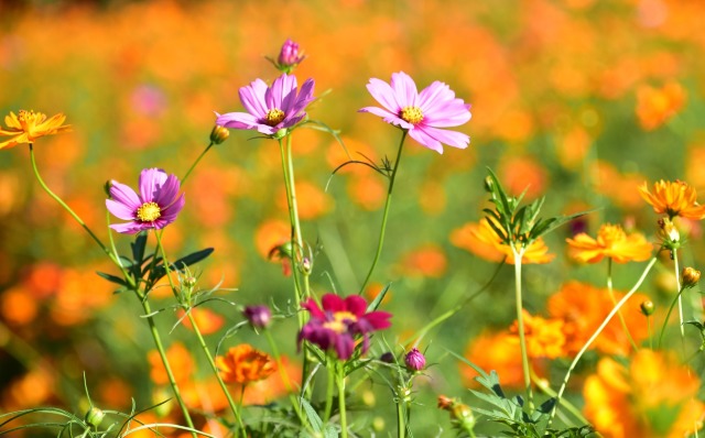 コスモス